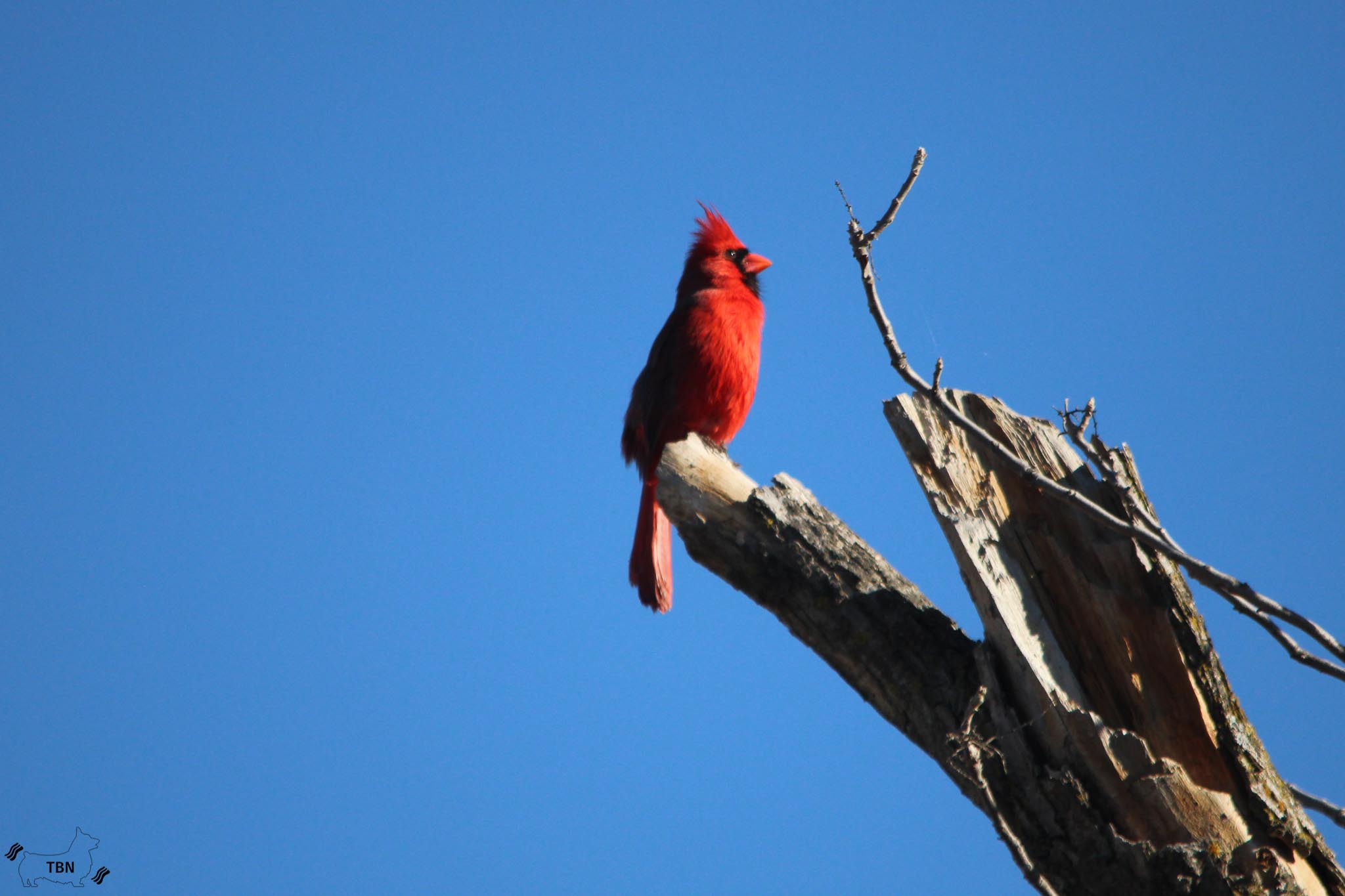 Northern Cardinal